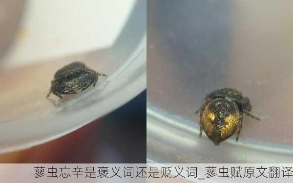 蓼虫忘辛是褒义词还是贬义词_蓼虫赋原文翻译