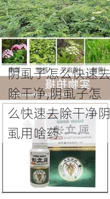 阴虱子怎么快速去除干净,阴虱子怎么快速去除干净阴虱用啥药