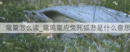 鼋鳖怎么读_鼋鸣鳖应兔死狐悲是什么意思