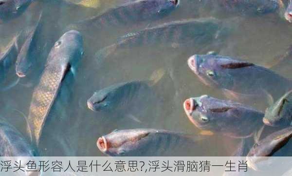 浮头鱼形容人是什么意思?,浮头滑脑猜一生肖