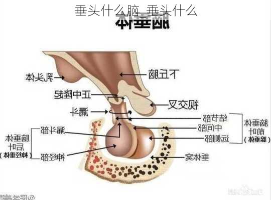 垂头什么脑_垂头什么