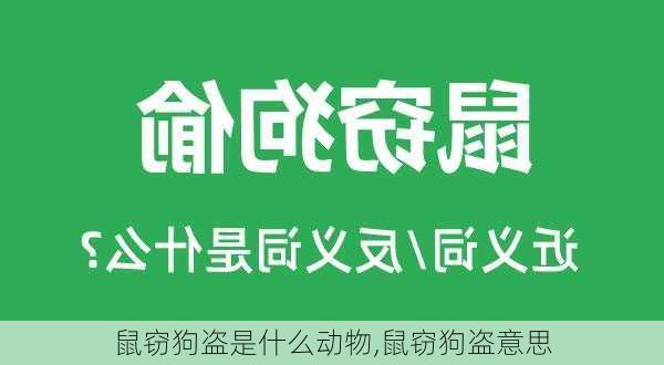 鼠窃狗盗是什么动物,鼠窃狗盗意思