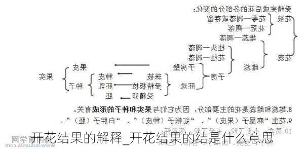 开花结果的解释_开花结果的结是什么意思