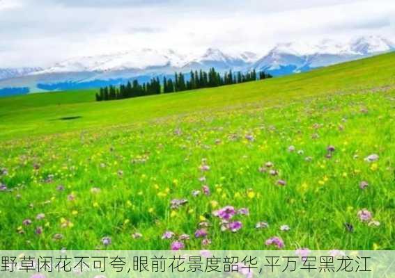 野草闲花不可夸,眼前花景度韶华,平万军黑龙江