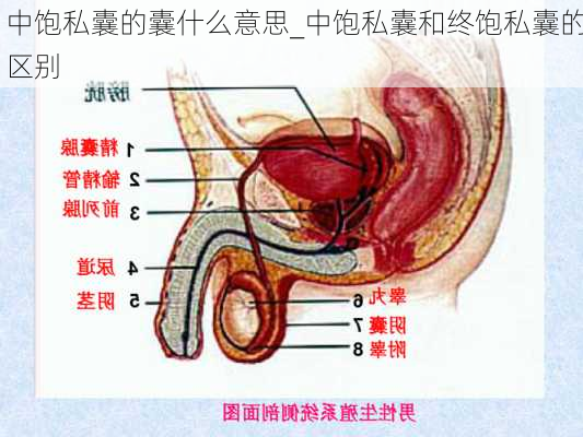 中饱私囊的囊什么意思_中饱私囊和终饱私囊的区别