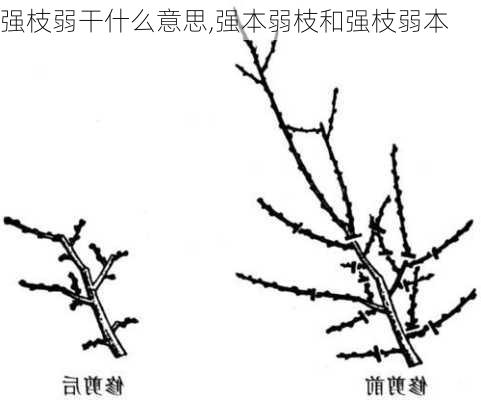 强枝弱干什么意思,强本弱枝和强枝弱本