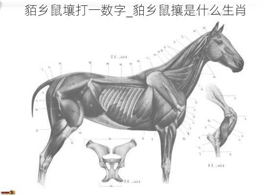 貊乡鼠壤打一数字_貃乡鼠攘是什么生肖