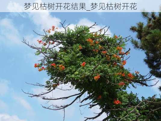 梦见枯树开花结果_梦见枯树开花