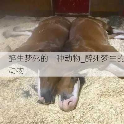 醉生梦死的一种动物_醉死梦生的动物