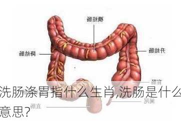 洗肠涤胃指什么生肖,洗肠是什么意思?