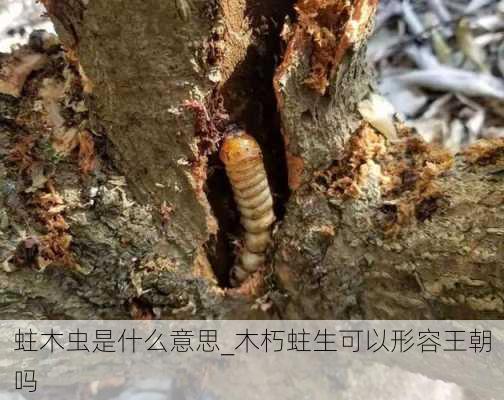 蛀木虫是什么意思_木朽蛀生可以形容王朝吗