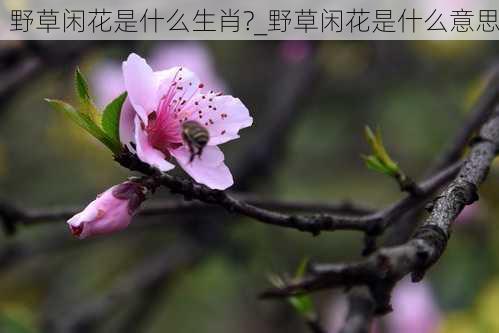 野草闲花是什么生肖?_野草闲花是什么意思