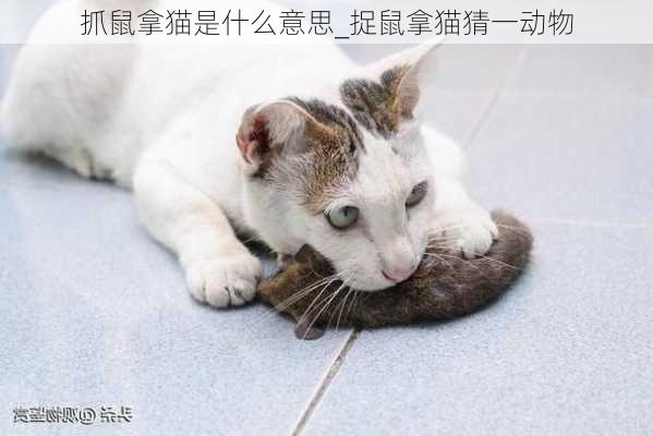 抓鼠拿猫是什么意思_捉鼠拿猫猜一动物