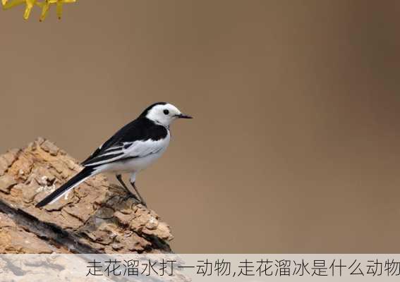 走花溜水打一动物,走花溜冰是什么动物