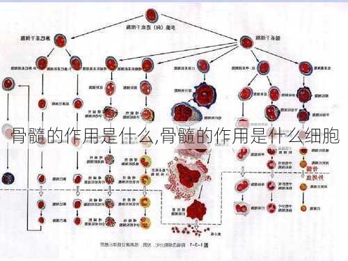 骨髓的作用是什么,骨髓的作用是什么细胞