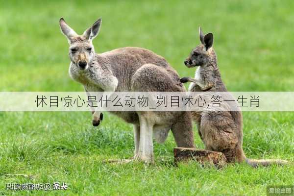 怵目惊心是什么动物_刿目怵心,答一生肖