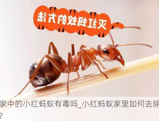 家中的小红蚂蚁有毒吗_小红蚂蚁家里如何去除?