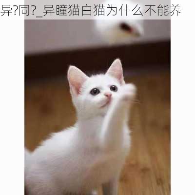 异?同?_异瞳猫白猫为什么不能养