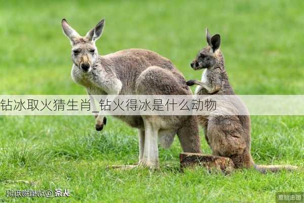 钻冰取火猜生肖_钻火得冰是什么动物