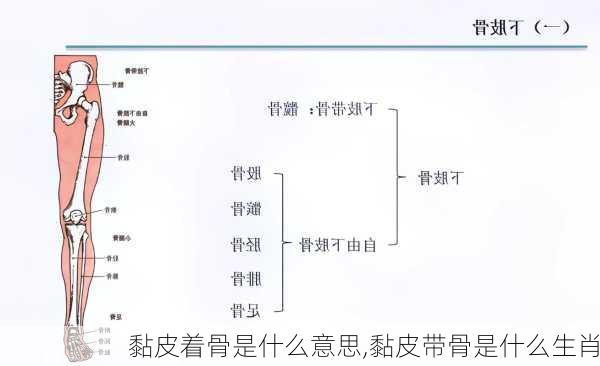 黏皮着骨是什么意思,黏皮带骨是什么生肖