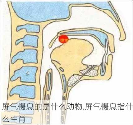 屏气慑息的是什么动物,屏气慑息指什么生肖