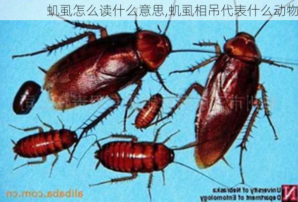 虮虱怎么读什么意思,虮虱相吊代表什么动物