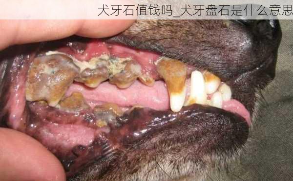 犬牙石值钱吗_犬牙盘石是什么意思