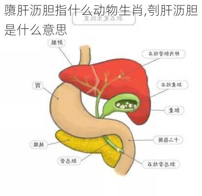 隳肝沥胆指什么动物生肖,刳肝沥胆是什么意思