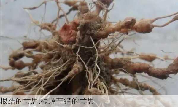 根结的意思,根蟠节错的意思