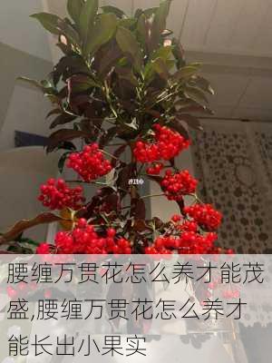 腰缠万贯花怎么养才能茂盛,腰缠万贯花怎么养才能长出小果实