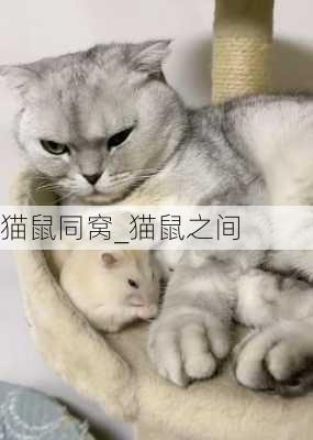 猫鼠同窝_猫鼠之间