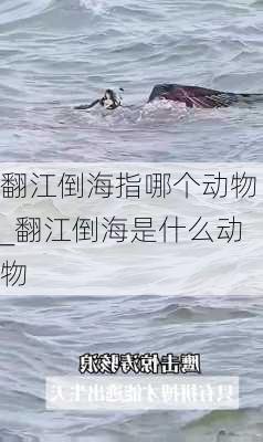 翻江倒海指哪个动物_翻江倒海是什么动物