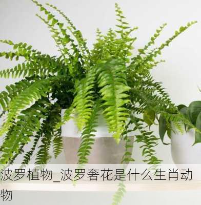 波罗植物_波罗奢花是什么生肖动物