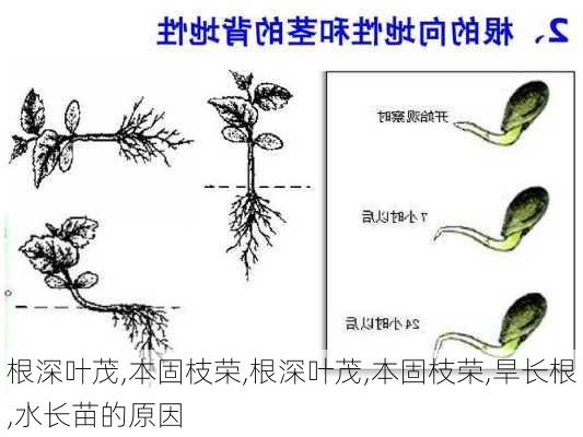 根深叶茂,本固枝荣,根深叶茂,本固枝荣,旱长根,水长苗的原因