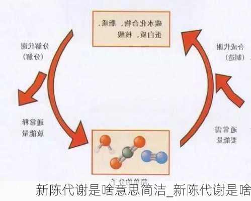 新陈代谢是啥意思简洁_新陈代谢是啥